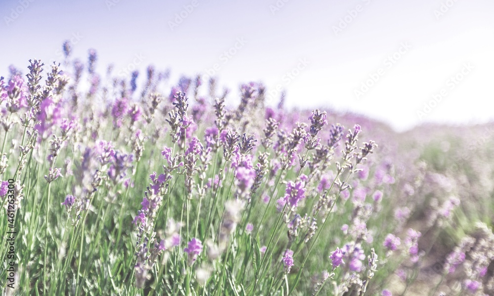 Flowers background. Vibrant heather blossoming outdoors. Flowers background. Vibrant heather blossoming outdoors.