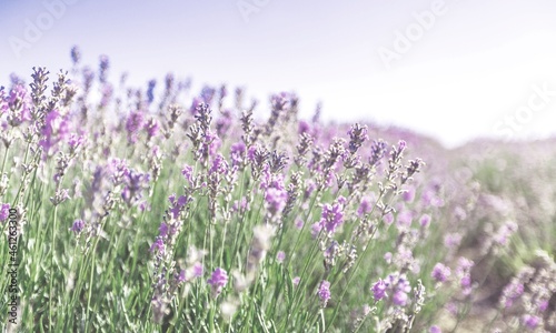 Flowers background. Vibrant heather blossoming outdoors.