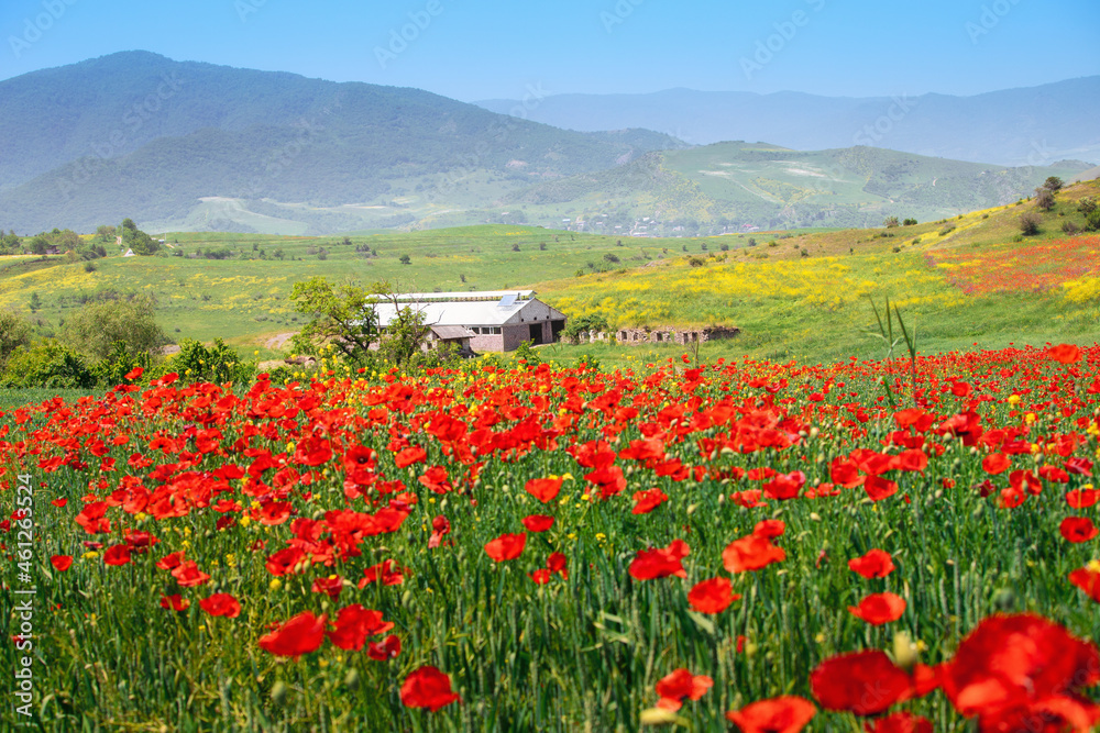 Naklejka premium Poppies in bloom on a field with farm buidling at the background. Papaver flowers contain opiates and are often used for the production of narcotic drugs