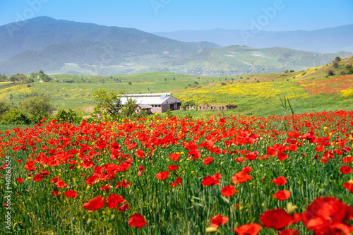 Poppies in bloom on a field with farm buidling at the background. Papaver flowers contain opiates and are often used for the production of narcotic drugs