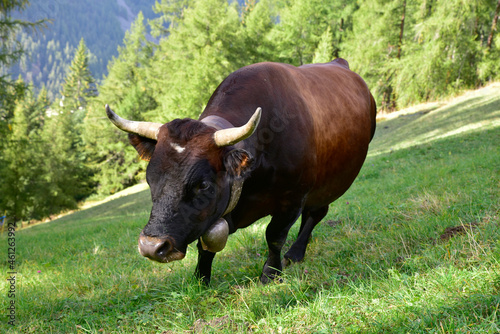Vacca nera della Valle d'Aosta photo
