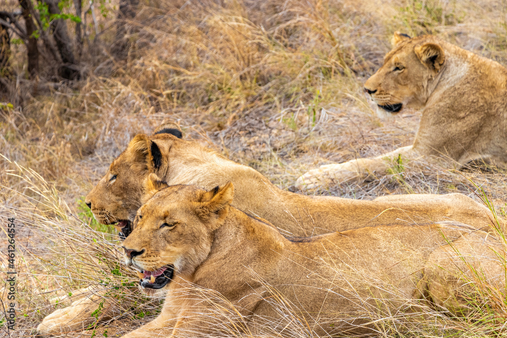 Lions at safari in Mpumalanga Kruger National Park South Africa. Lions at safari in Mpumalanga Kruger National Park South Africa.