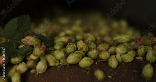 Hops Machine to Separate the Cones from the Plant, Hop cones separated by the machine, Harvesting hops