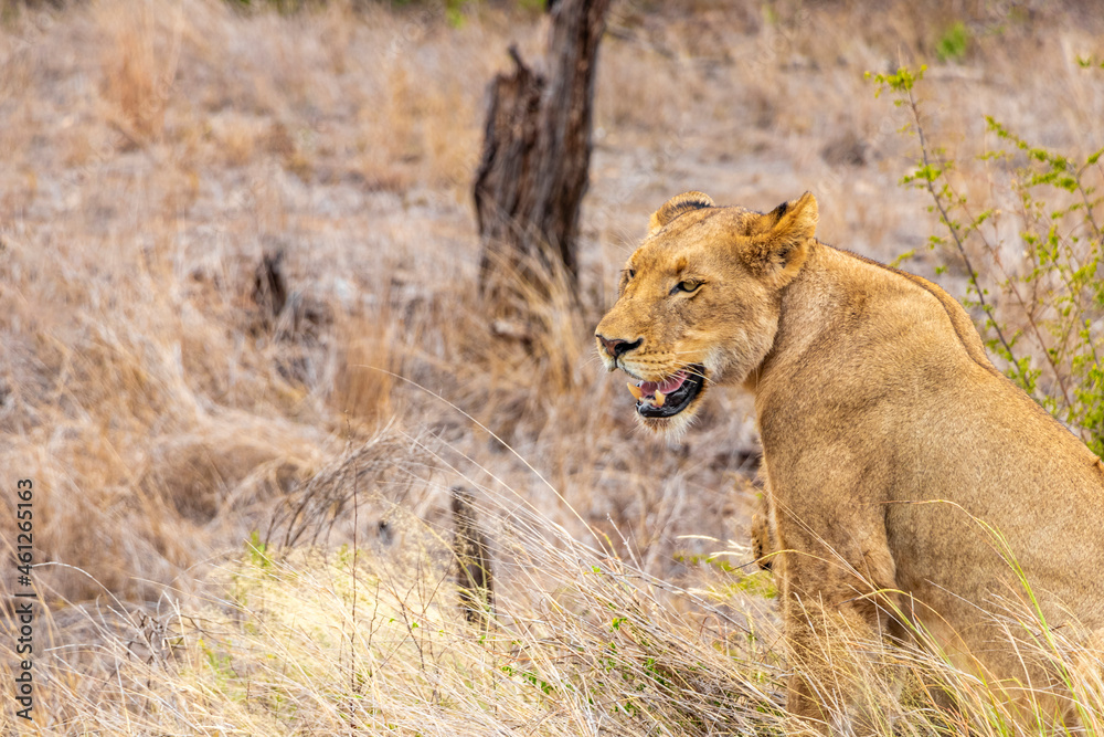 Lions at safari in Mpumalanga Kruger National Park South Africa.