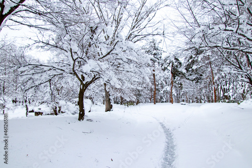 雪の中の一本道 © 白太郎