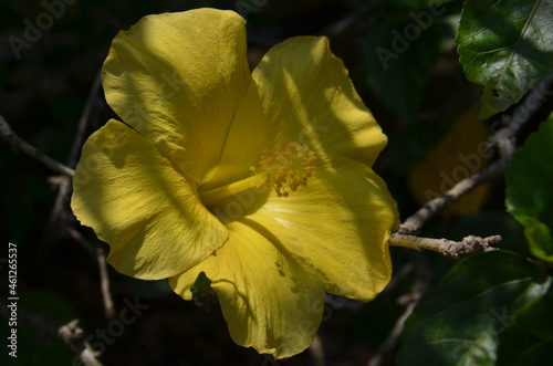 yellow hibiscus flower