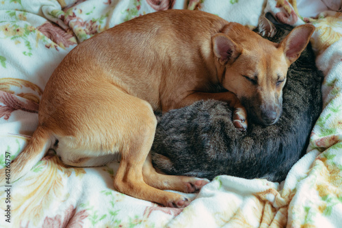 Cat and dog. The cat and the dog are sleeping in an embrace on the bed.