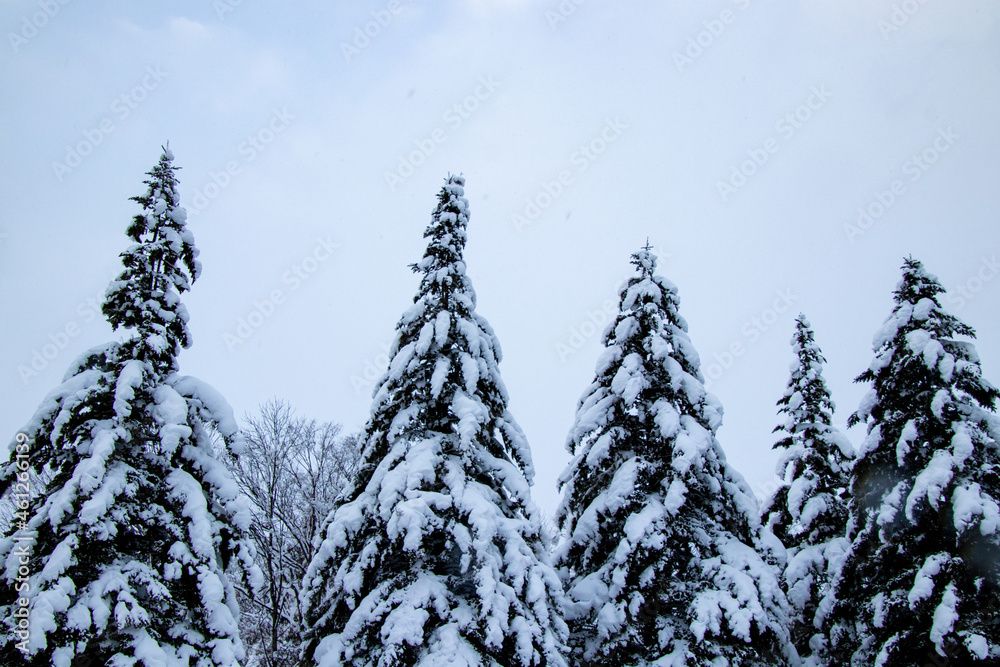綺麗に雪化粧した木々