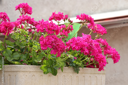 G  ranium zonal rose dans une jardini  re