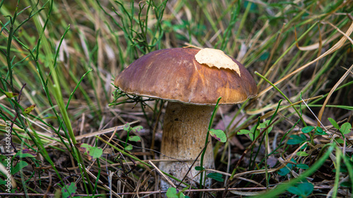 edible porcini mushroom in a forest glade close-up under the light of sunlight with beautiful bokeh