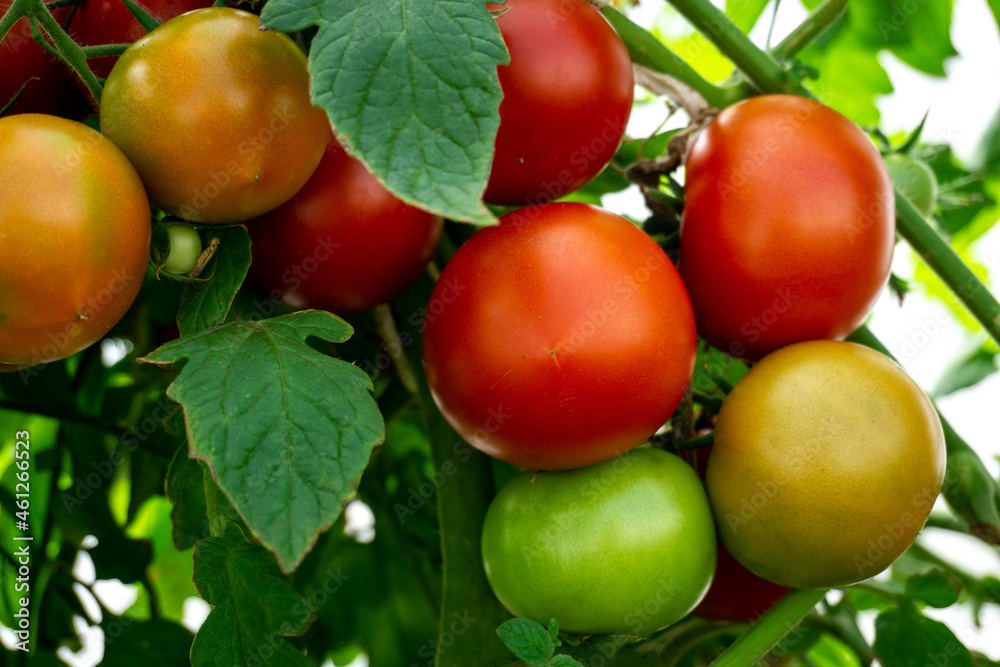 Fresh red tomatoes on a branch