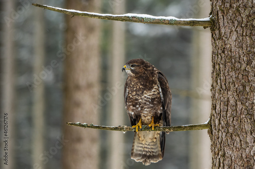 Common buzzard on the branch in the winter forest
