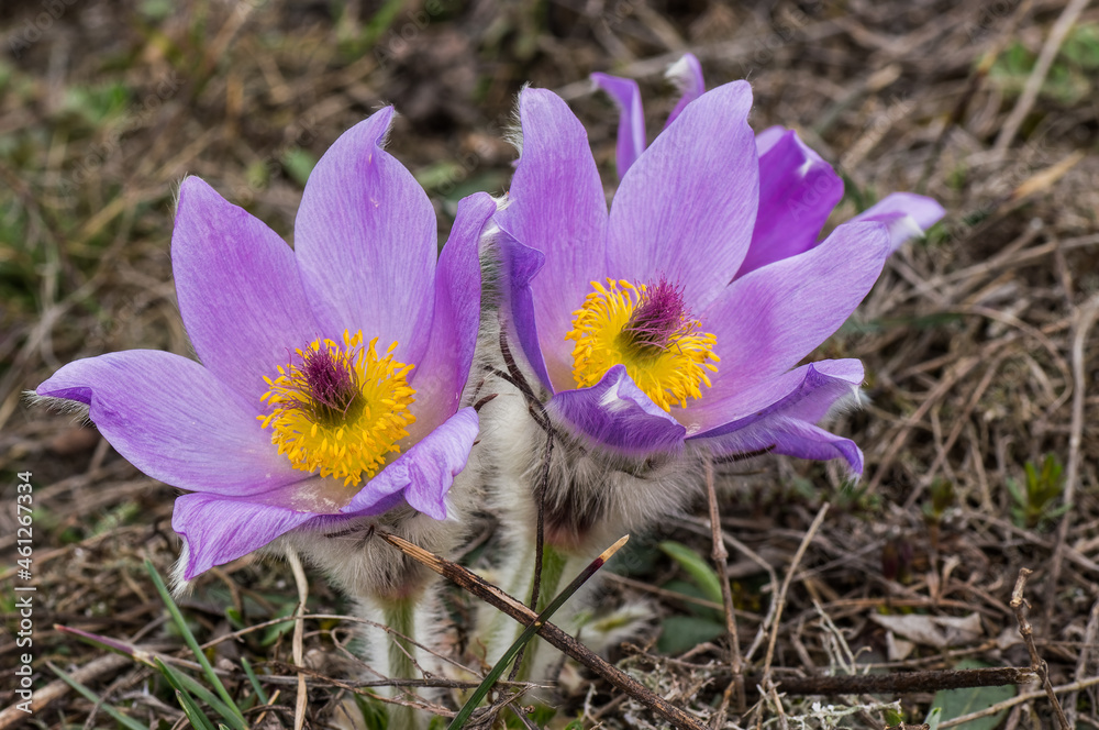 Blooming pasque flower on spring meadow Blooming pasque flower on spring meadow