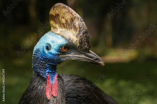 Southern cassowary closeup portrait - head detail