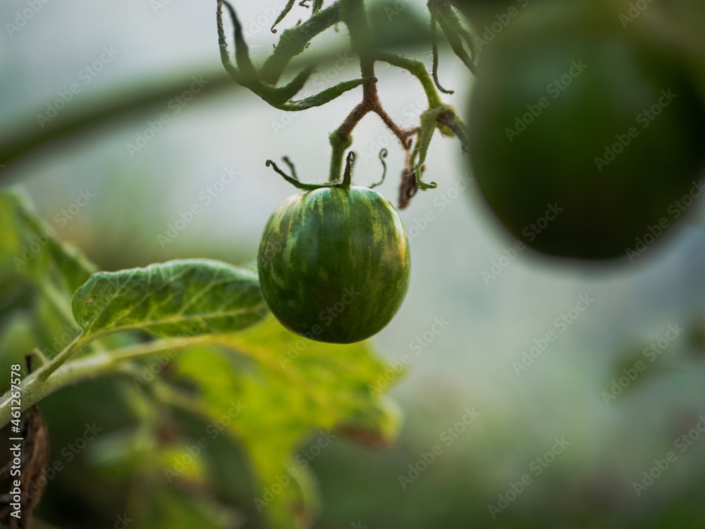 green tomatoes on a vine