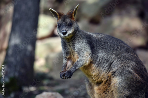 Swamp Wallaby in Tree Shadows Looking