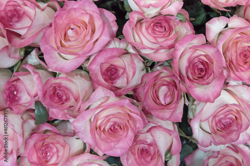 Background of beautiful flowers. Toning. Close up.