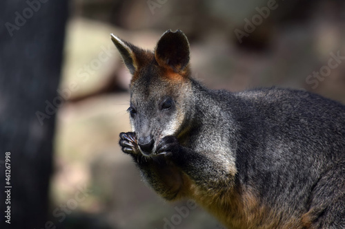 Swamp Wallaby in Tree Shadow Eating Branch