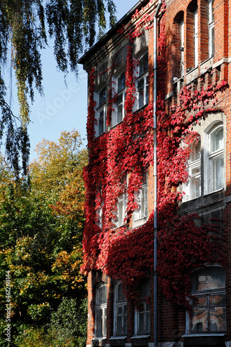 Kaliningrad, Russia. 05.10.2021. Autumn in Koenigsberg. The old house is wrapped in decorative ivy.