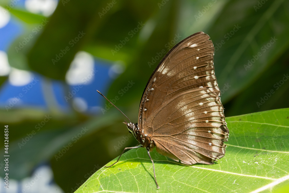 Schmetterling Schmetterling