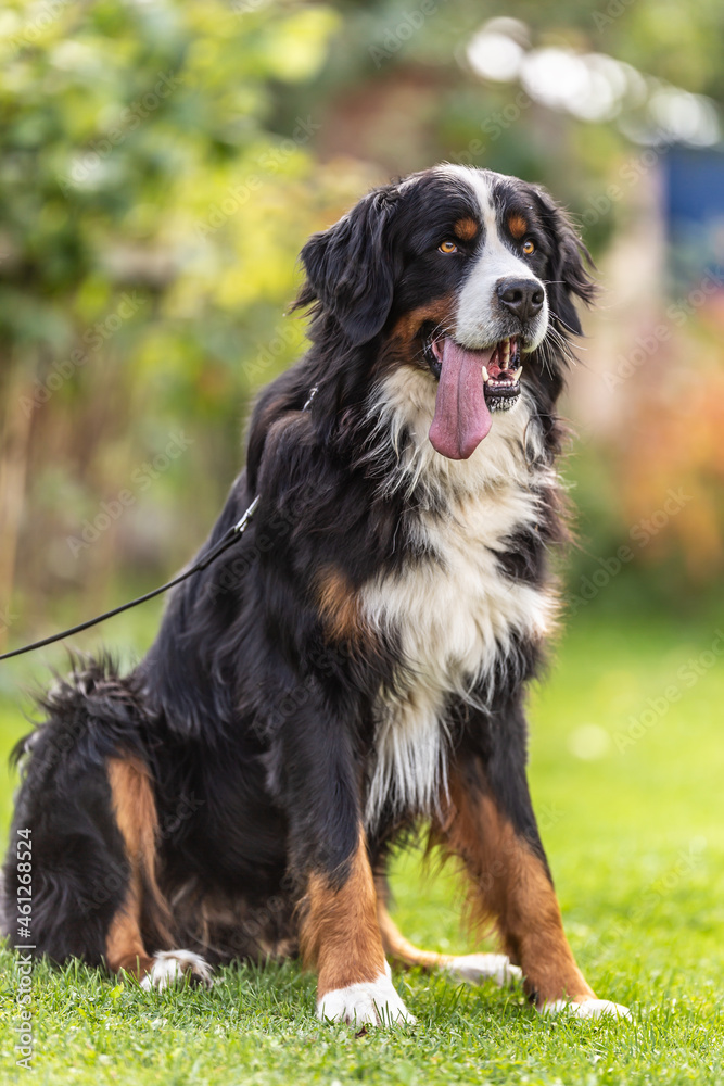 Bernese moutain dog sitting as instructed by his master in the park