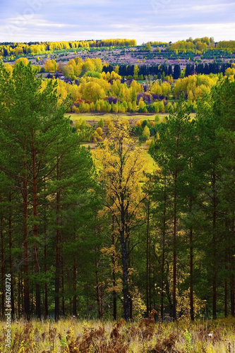 Yellow autumn linden tree surrounded by young pine trees