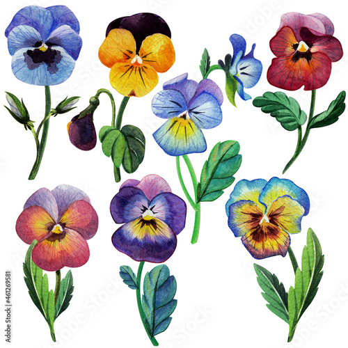 Watercolor set of garden flowers violets  pansies  isolated on white background. Botanical illustration  floral set.