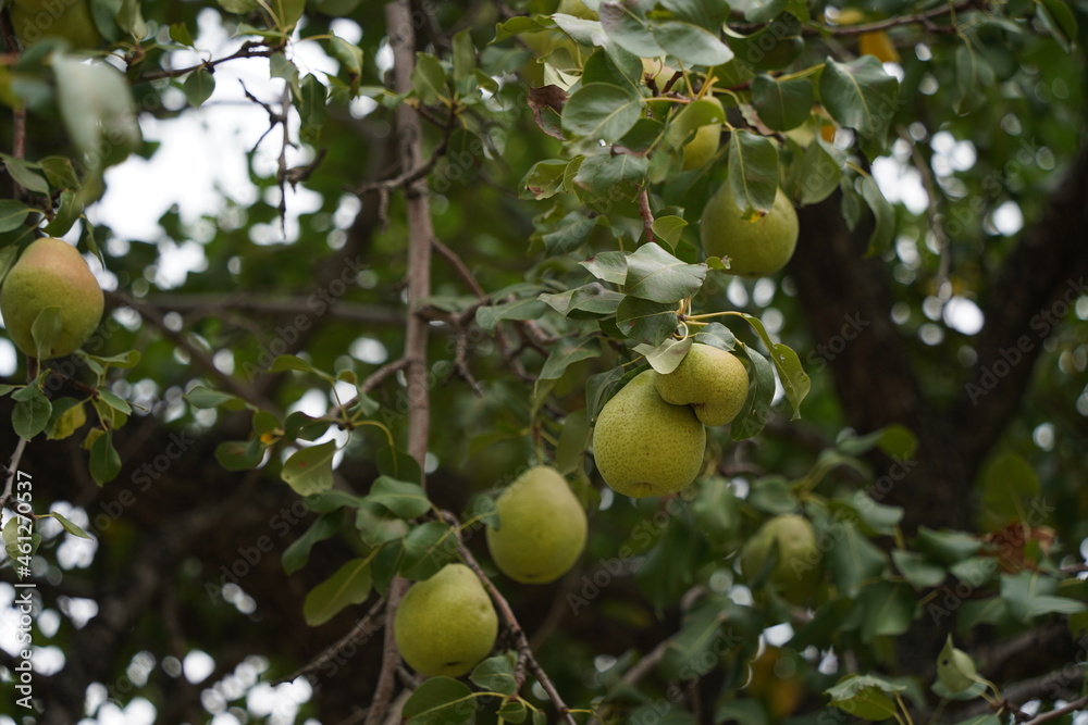 Ripe seasonal apples on tree branches in the garden