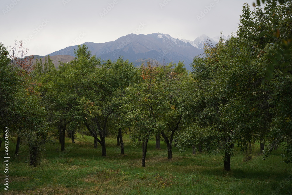 Apple orchard with different varieties in the highlands Apple orchard with different varieties in the highlands