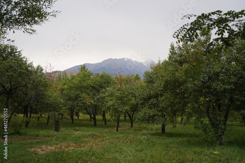 Apple orchard with different varieties in the highlands