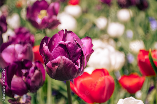 field of tulips © Joey