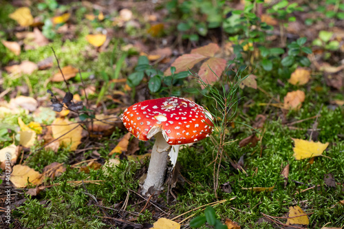 poisonous fly agaric in the woods in autumn