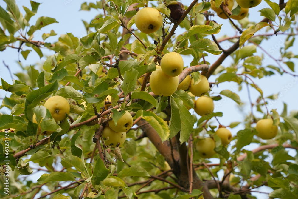 Ripe seasonal apples on tree branches in the garden Ripe seasonal apples on tree branches in the garden