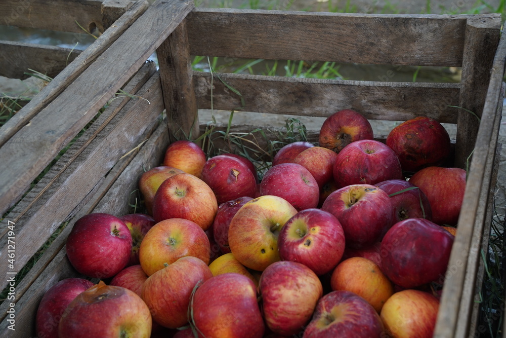 The harvested apples are laid out in containers The harvested apples are laid out in containers