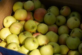 The harvested apples are laid out in containers