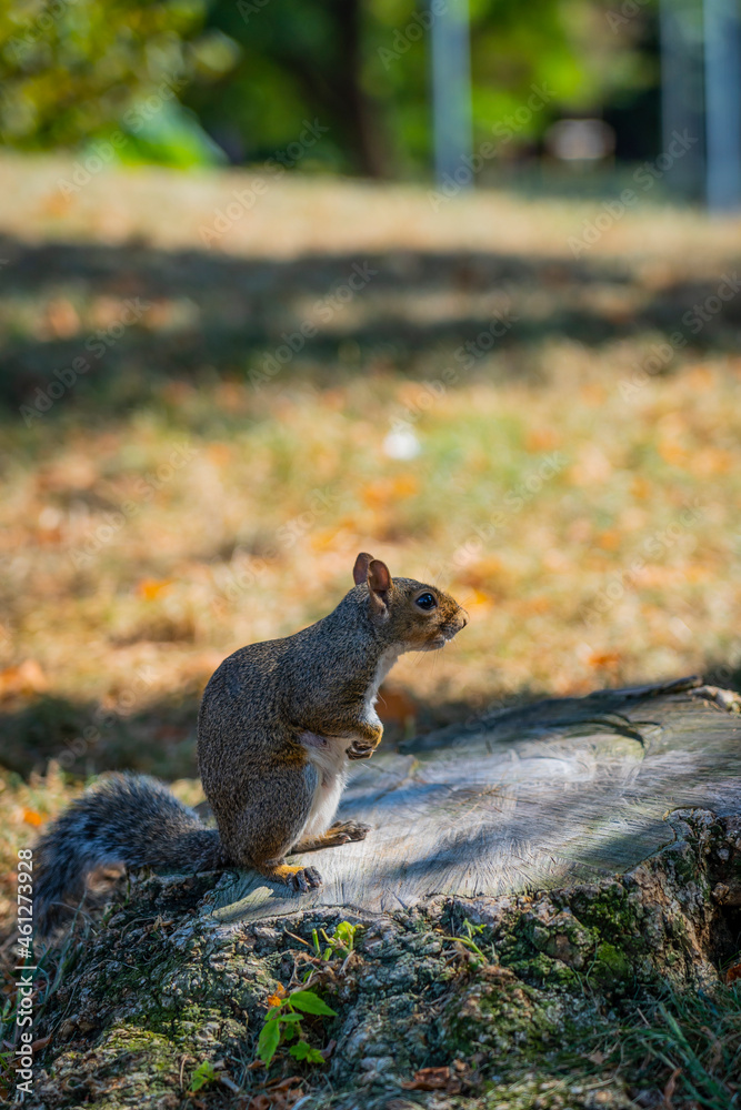 Obraz premium Beatiful Squirrel Looking Undisturbed In The Park Where To Get Some Food