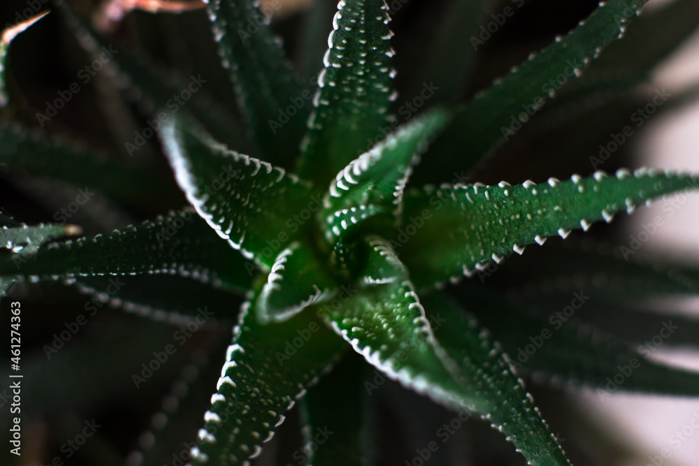 Haworthia attenuate small succulent houseplant