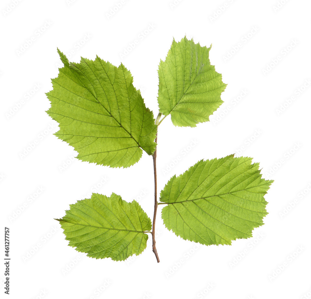 Hazel twig with green leaves on white background Hazel twig with green leaves on white background