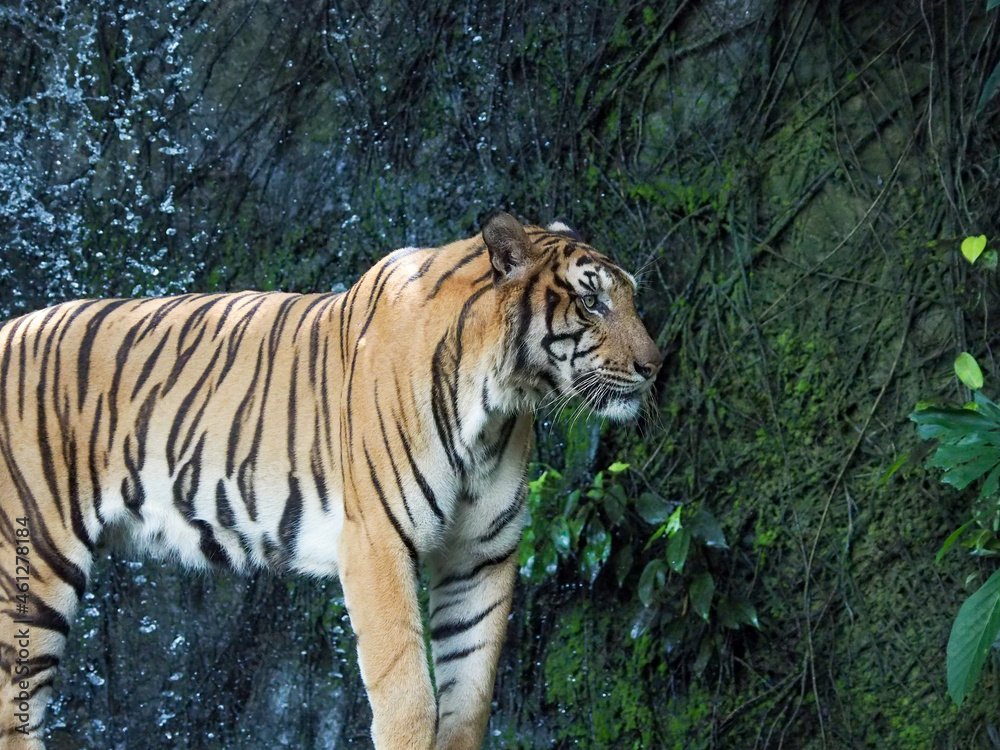 Obraz premium Tiger resting on the background of a waterfall from Thailand focus on the body of the tiger