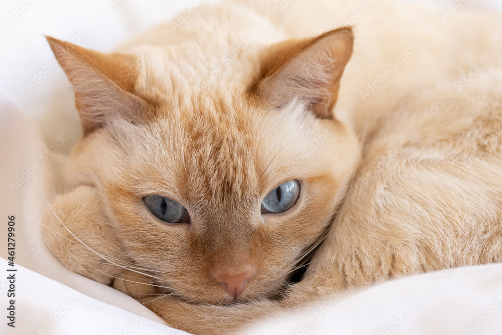 A ginger cat with blue eyes lies curled up and thinks with its paw under its muzzle.