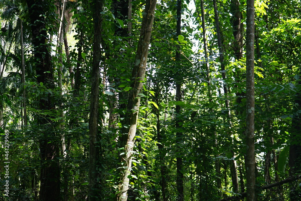 Rain forest or tropical rain forest (English: tropical rain forest) is a non-deciduous forest. It is a forest that is green all year round. Rain forest or tropical rain forest (English: tropical rain forest) is a non-deciduous forest. It is a forest that is green all year round.