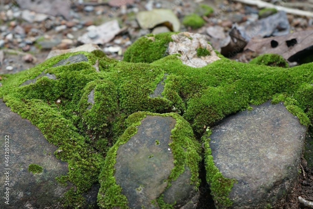 natural frame from moss botanically Mosses are mosses or non-vascular plants natural frame from moss botanically Mosses are mosses or non-vascular plants