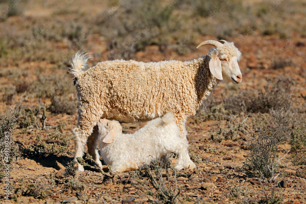 A young angora goat kid suckling milk from its mother on a rural farm, South Africa. - obrazy, fototapety, plakaty 
