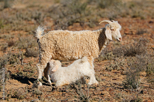 Фотография A young angora goat kid suckling milk from its mother on a rural farm, South Africa