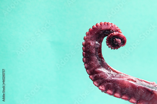 octopus claws seafood sea ​​reptiles fresh portion ready to eat meal snack on the table copy space food background rustic. top view keto or paleo diet  vegetarian food pescetarian diet