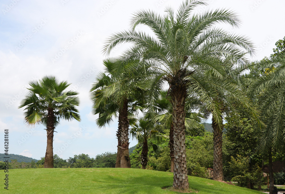 Lawn hills lined with palm trees