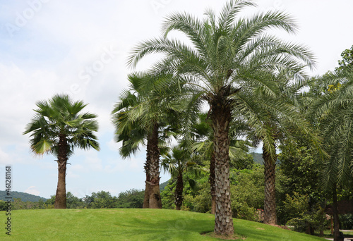 Lawn hills lined with palm trees