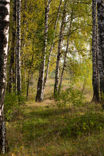 beautiful scene with birches in yellow autumn birch forest in october among other birches