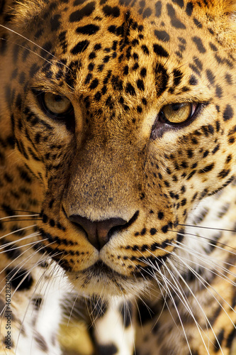 Detail of a jaguar's head. © lapis2380