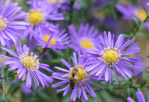 Bee and beautiful purple flower in the garden